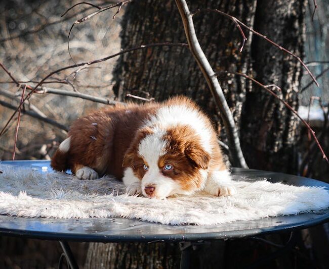 aston des gardiens du vencedor5