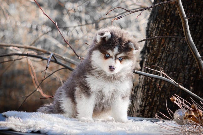 Adagio des gardiens du vencedor1