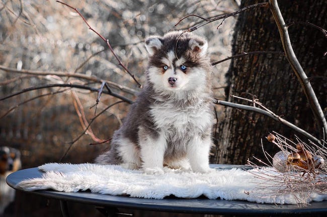 Adagio des gardiens du vencedor2