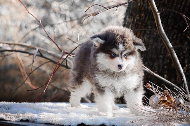 Adagio des gardiens du vencedor3