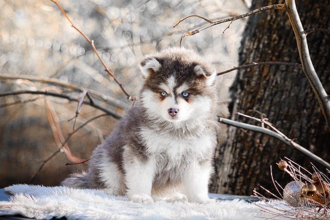 Adagio des gardiens du vencedor4