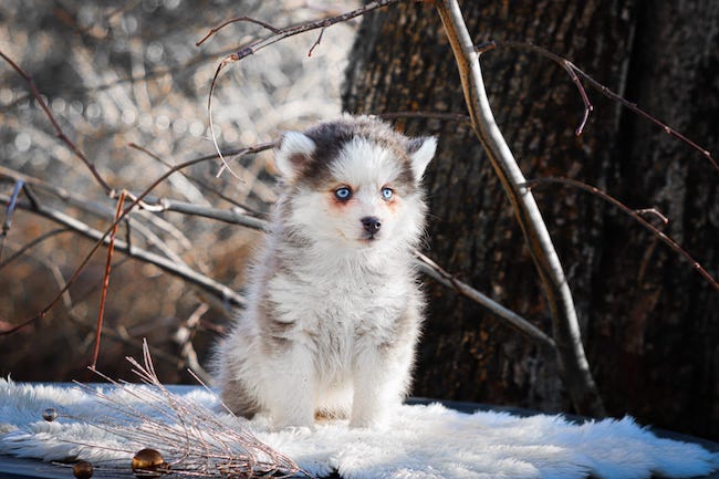 Adonia des gardiens du vencedor1