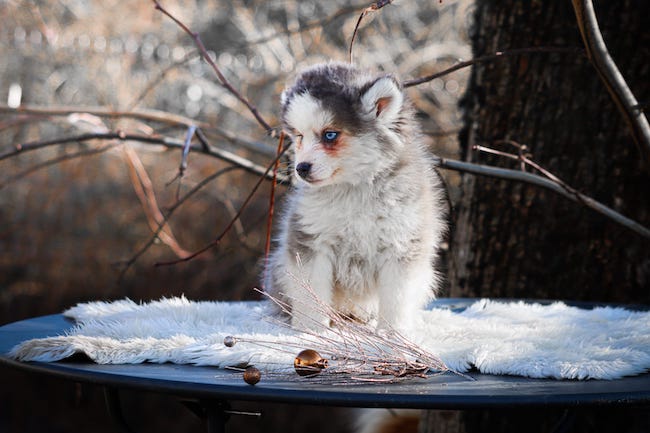 Adonia des gardiens du vencedor2