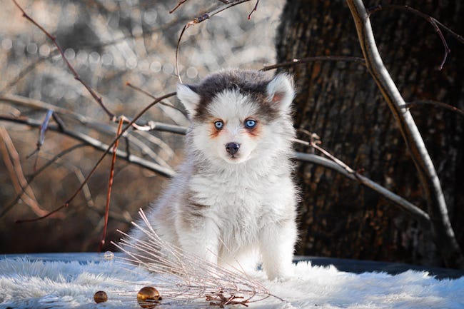 Adonia des gardiens du vencedor4