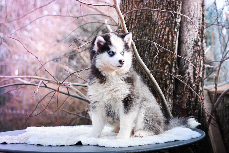 Agatha des gardiens du vencedor5