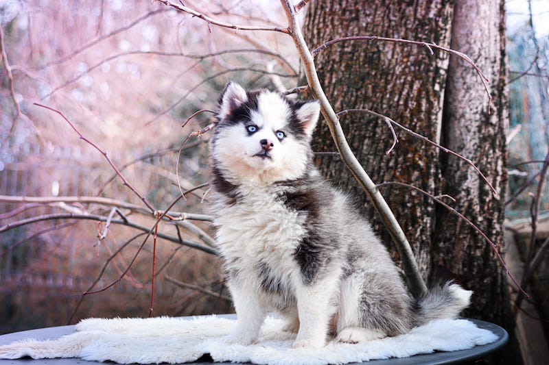 Agatha des gardiens du vencedor6