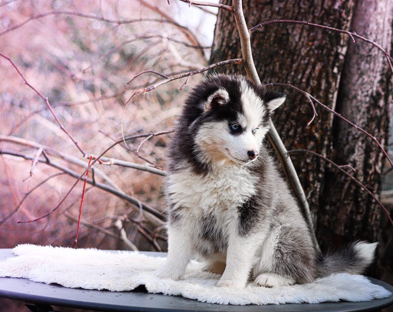 Agatha des gardiens du vencedor7