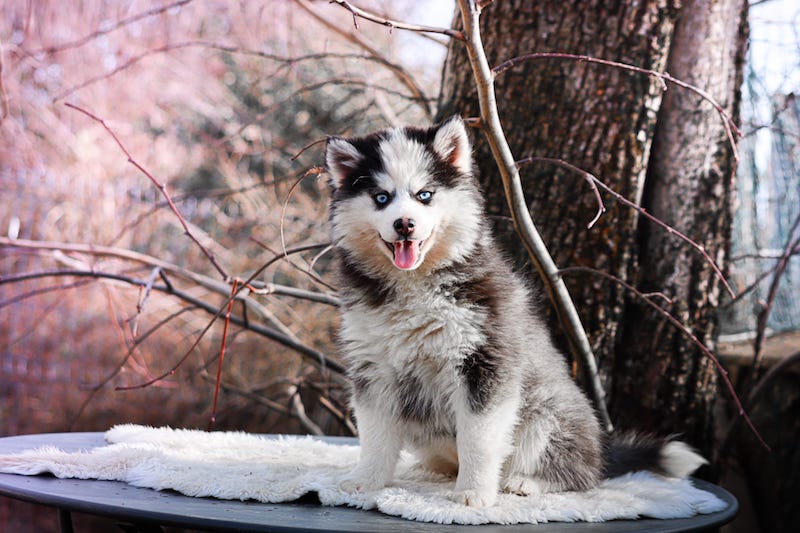Agatha des gardiens du vencedor8