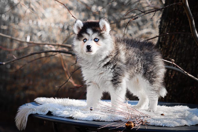 Alba des gardiens du vencedor1
