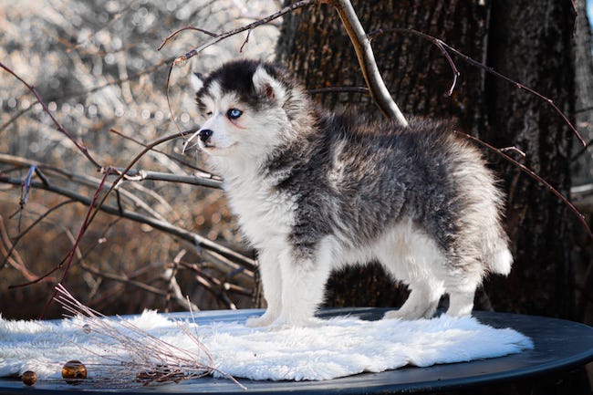 Alba des gardiens du vencedor2