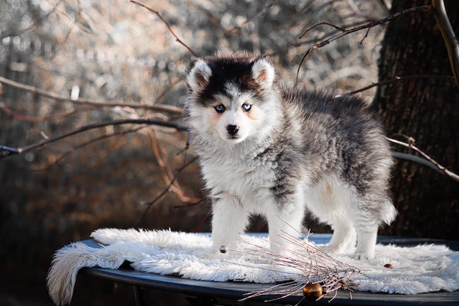 Alba des gardiens du vencedor3
