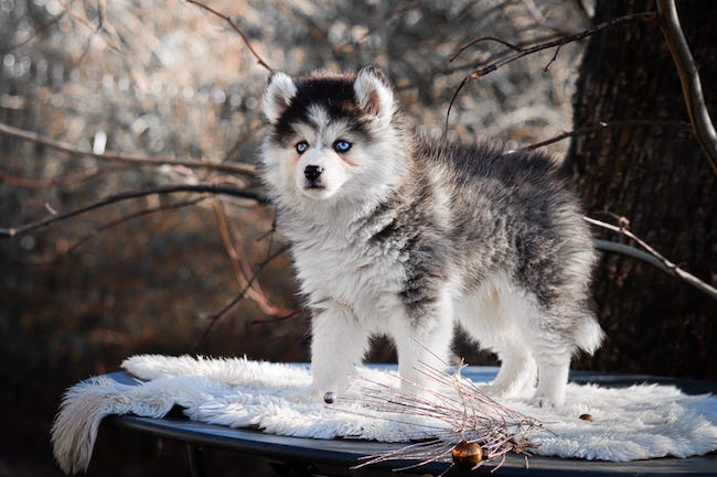 Alba des gardiens du vencedor4