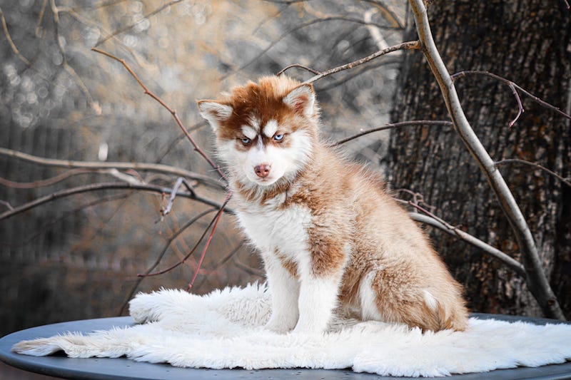 Alizée des gardiens du vencedor1