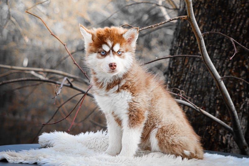 Alizée des gardiens du vencedor2