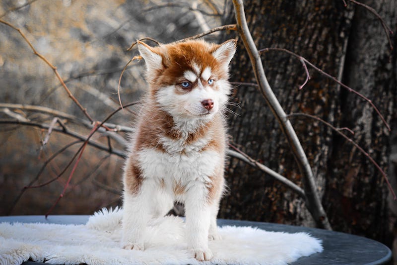 Alizée des gardiens du vencedor4