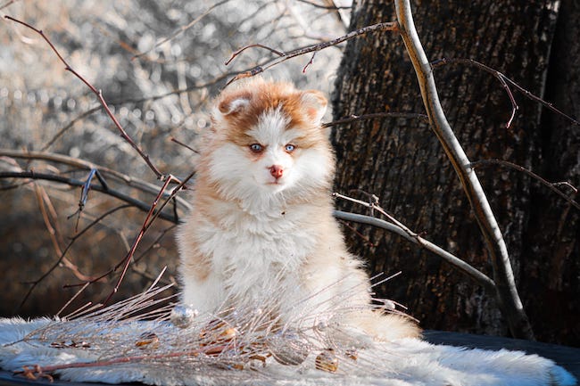 Angelo des gardiens du vencedor1