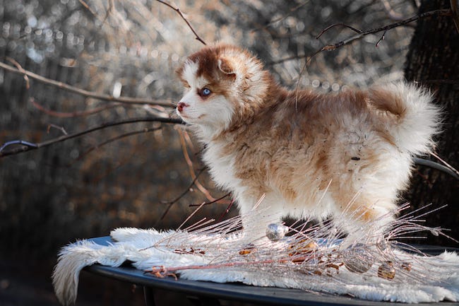Angelo des gardiens du vencedor2