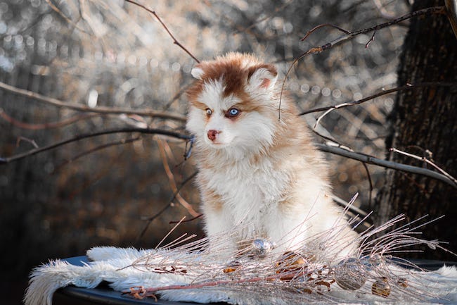 Angelo des gardiens du vencedor3