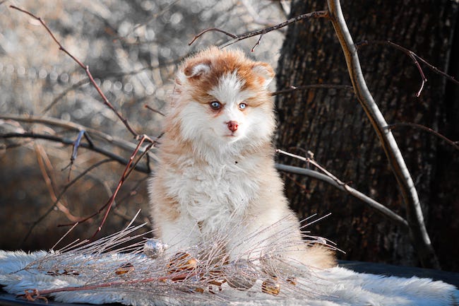 Angelo des gardiens du vencedor4