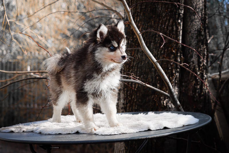 Aoris des gardiens du vencedor2