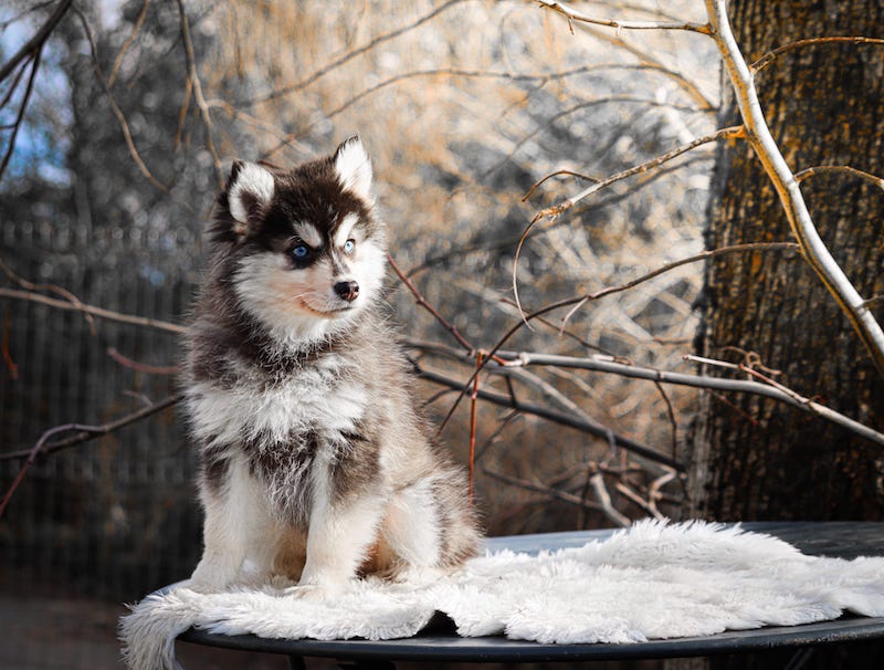 Aoris des gardiens du vencedor5