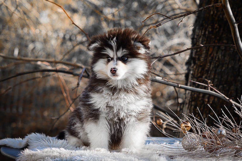 Aristide des gardiens du vencedor1