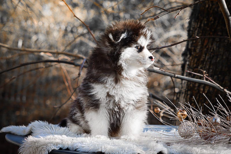 Aristide des gardiens du vencedor2