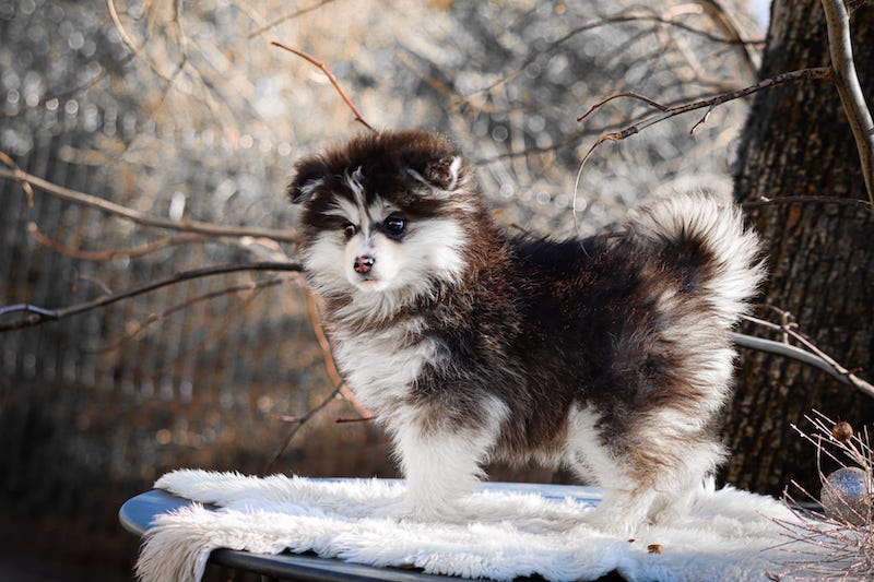 Aristide des gardiens du vencedor3