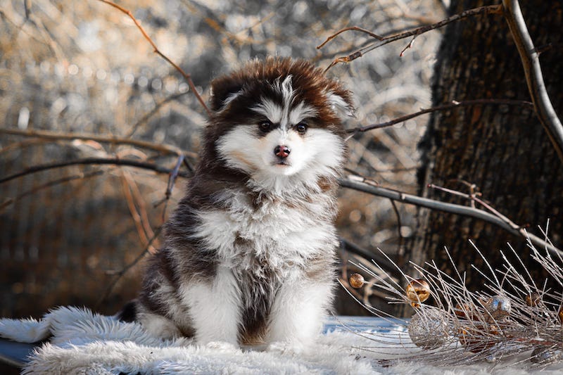 Aristide des gardiens du vencedor4
