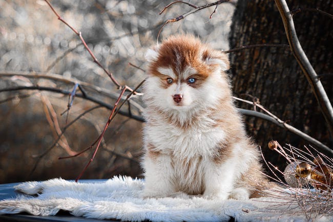 Aron des gardiens du vencedor1