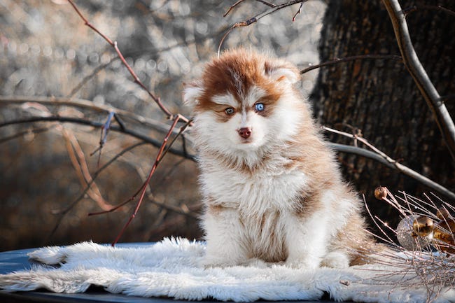 Aron des gardiens du vencedor3