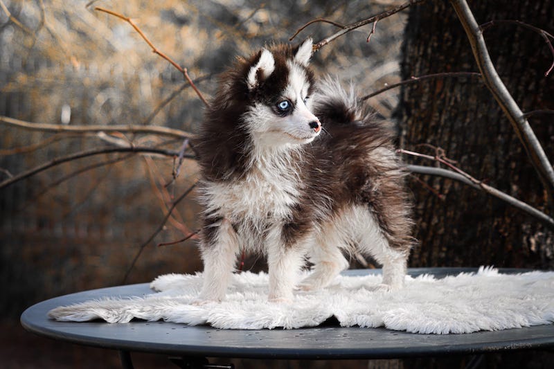 Atoll des gardiens du vencedor3