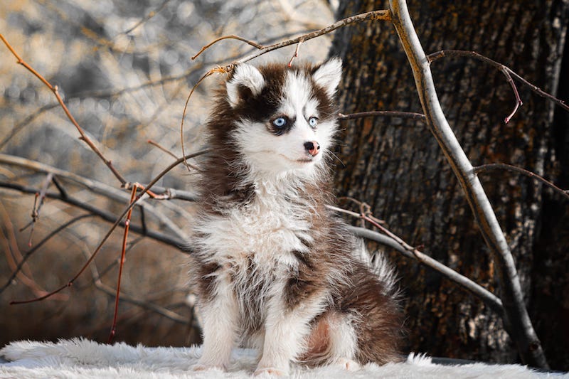 Atoll des gardiens du vencedor4
