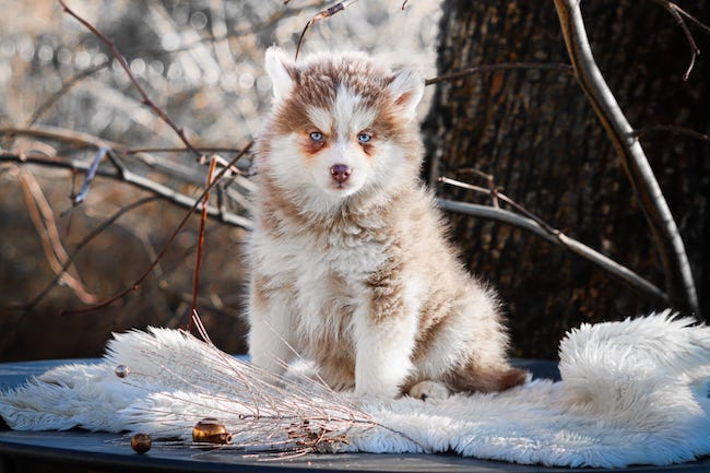 Nouméa des gardiens du vencedor1