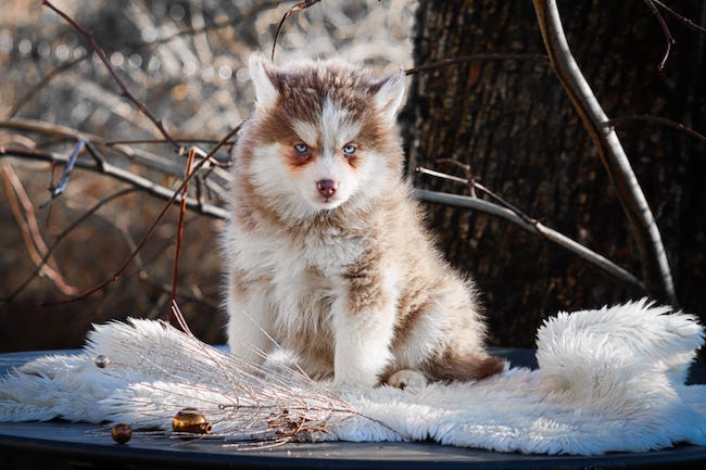 Nouméa des gardiens du vencedor2
