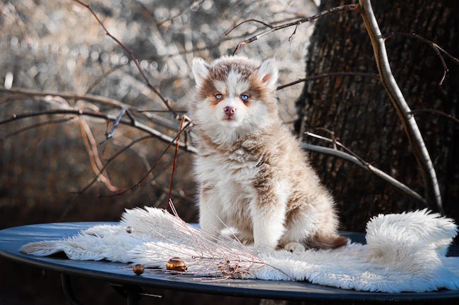 Nouméa des gardiens du vencedor3