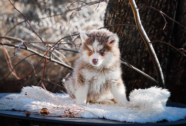 Nouméa des gardiens du vencedor4