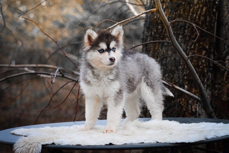 aby des gardiens du vencedor1