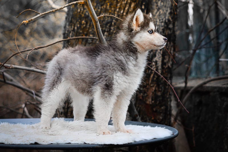 aby des gardiens du vencedor2