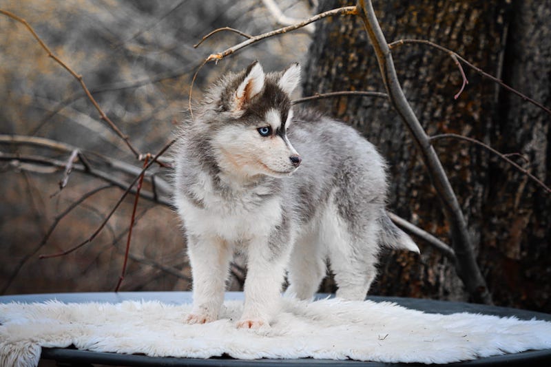 aby des gardiens du vencedor3