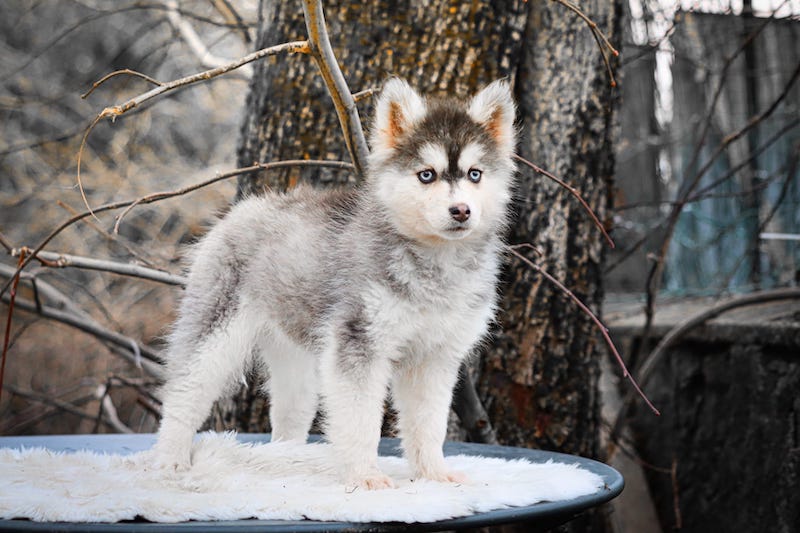 aby des gardiens du vencedor4