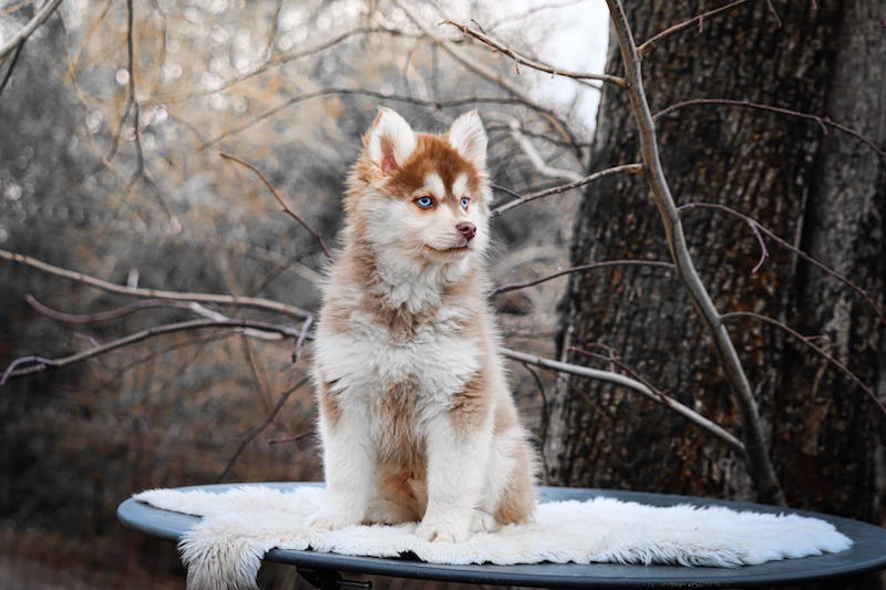 ajaccio des gardiens du vencedor1