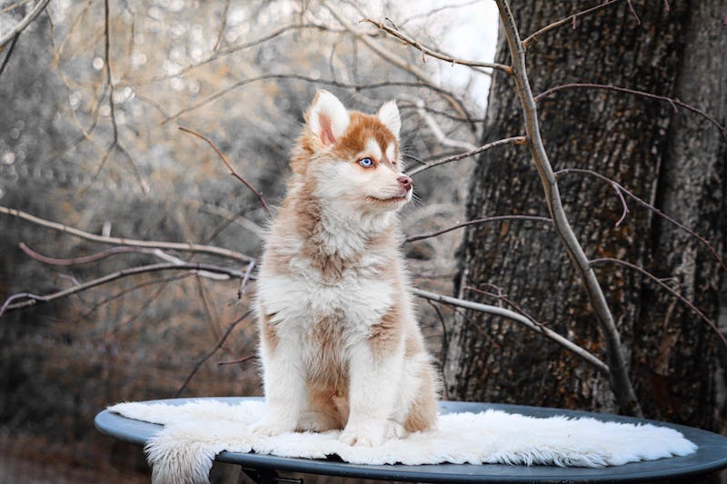 ajaccio des gardiens du vencedor2
