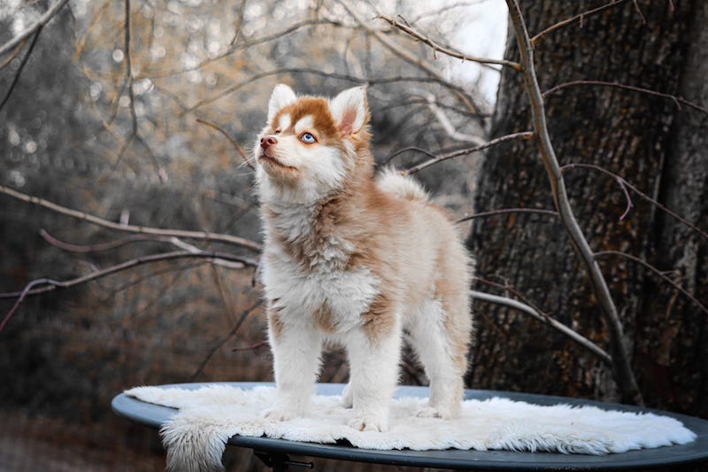 ajaccio des gardiens du vencedor4