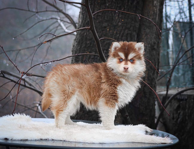 alesia des gardiens du vencedor1
