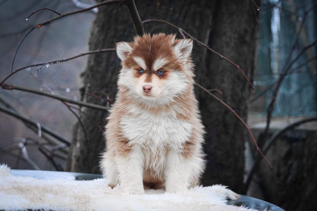 alesia des gardiens du vencedor4