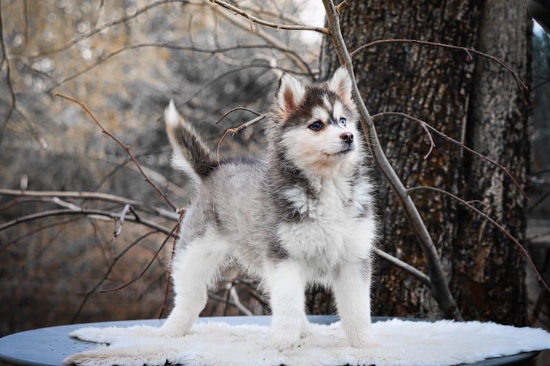 alias des gardiens du vencedor2