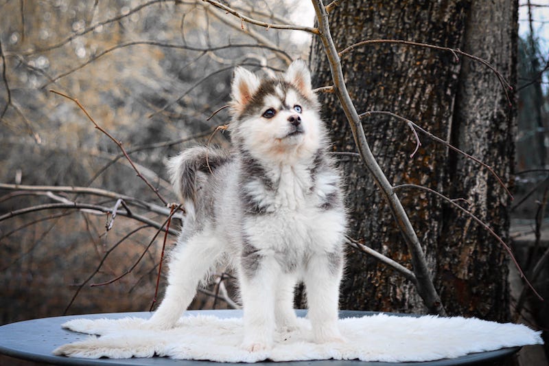 alias des gardiens du vencedor3