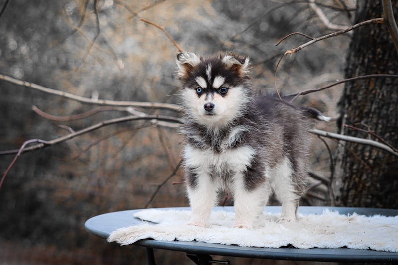 altess des gardiens du vencedor1