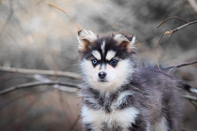 altess des gardiens du vencedor2